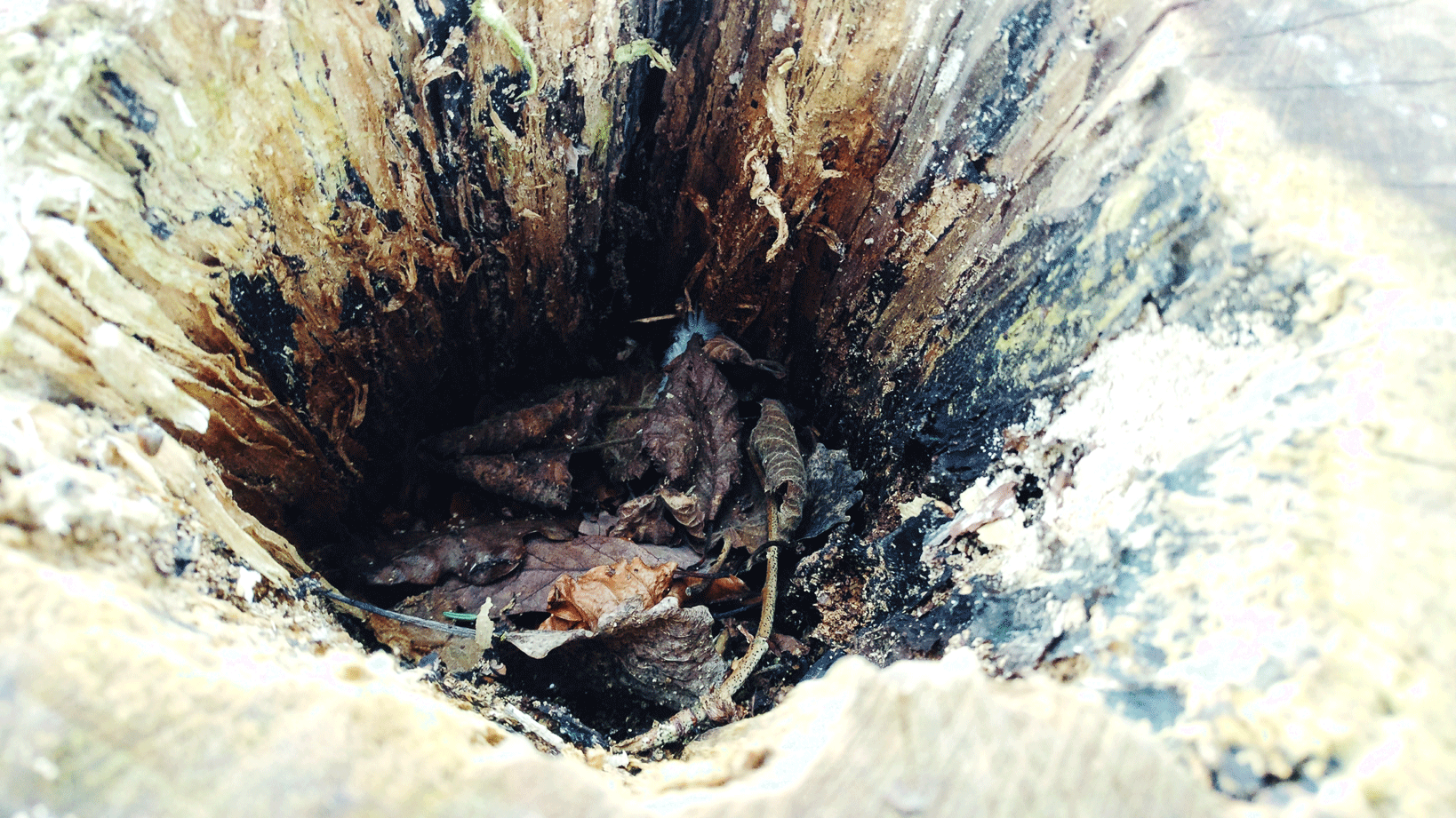 IMG_20170216_171314_01